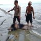 Mayat Ditemukan Mengapung di Pantai Dimpalon Baru, Polsek Kintom Lakukan Evakuasi dan Penyelidikan