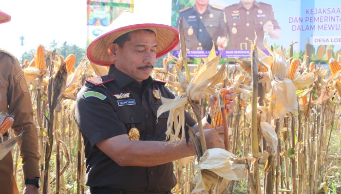 Kajati Sulteng Panen Raya Jagung, Program Jaksa Mandiri Pangan Tuai Hasil