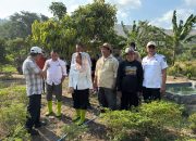 Program Palu Mapan Perluas Kelurahan Tematik Cabai