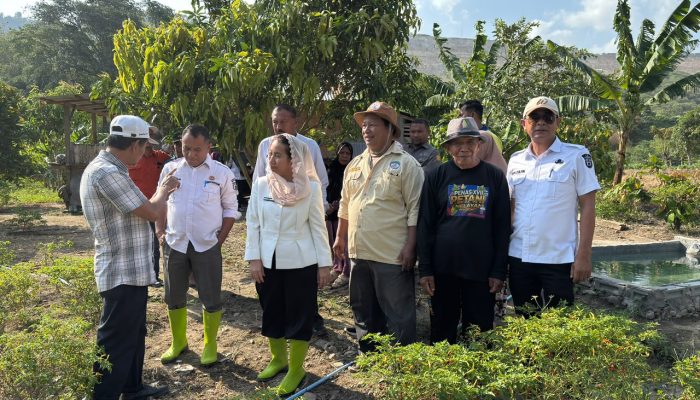 Program Palu Mapan Perluas Kelurahan Tematik Cabai