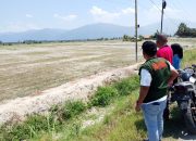 Kekeringan Berkepanjangan Hantam Parigi Moutong, 1.400 Hektare Lahan Terancam