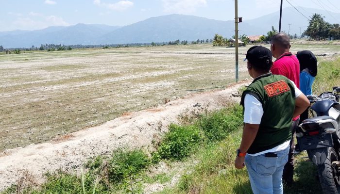 Kekeringan Berkepanjangan Hantam Parigi Moutong, 1.400 Hektare Lahan Terancam