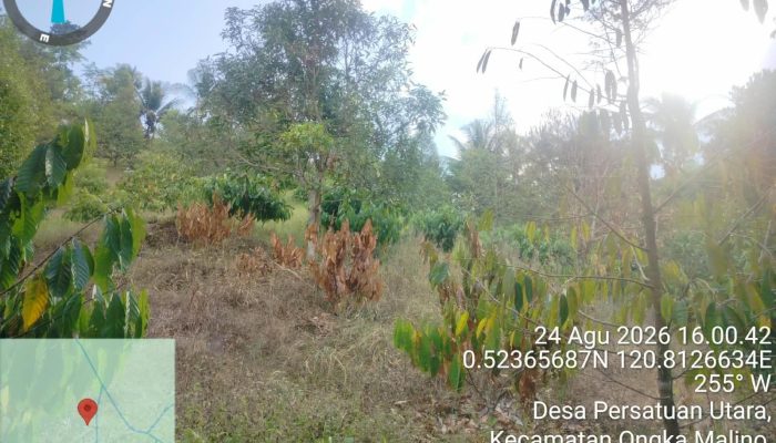 Kekeringan Meluas di Parigi Moutong, 235 Hektare Pertanian dan Perkebunan Terdampak