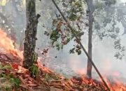 Karhutla di Sausu Parigi Moutong, 3,5 Hektare Lahan Terdampak