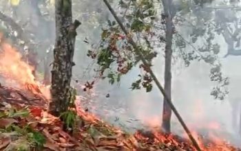 Karhutla di Sausu Parigi Moutong, 3,5 Hektare Lahan Terdampak