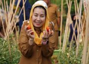 Panen Tomat Kawatuna Jadi Andalan Palu Tekan Inflasi