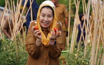 Panen Tomat Kawatuna Jadi Andalan Palu Tekan Inflasi
